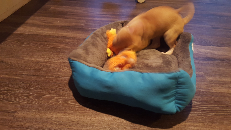 Illustration for article titled Puppy update #4 err I mean #3: devourer of worlds